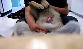 sexo de cachorro,animal fode garota