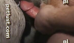 bestialidade de cavalo,fodendo com animais