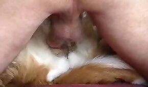 sexo de cachorro,zoológico foda pornô