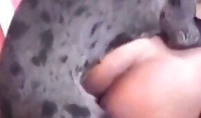 hundesex,dyr knepper pige