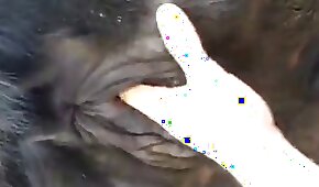 sexo com animais,bestialidade de cavalo