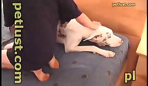 fêmea,sexo de cachorro