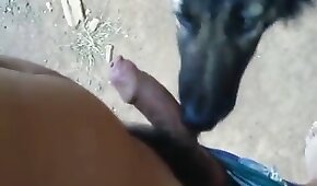 sexo de cachorro,sexo com animais